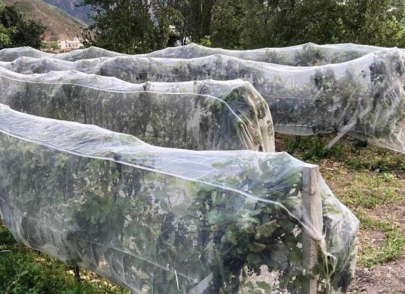HDPE Anti Insect Netting for Greenhouse and Plant Protection