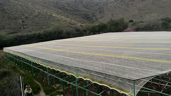 এইচডিপিই ইউভি চিকিত্সা ইনসেক্ট প্রুফ কৃষি নেট অশ্রু প্রতিরোধের প্রদান করে